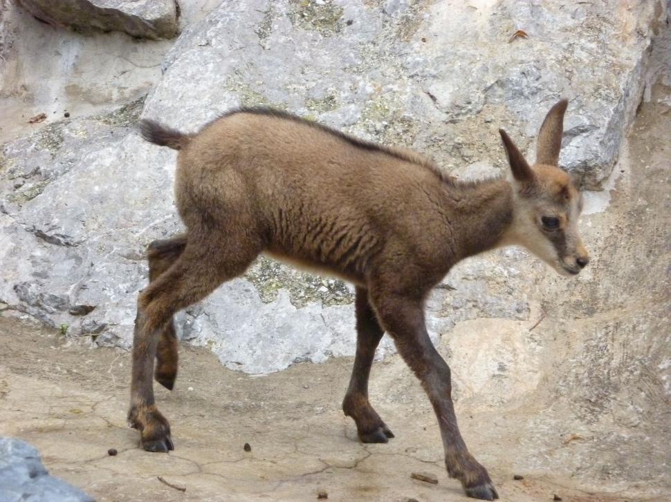 Free Stock Photo of Baby chamois  Download Free Images and Free  Illustrations